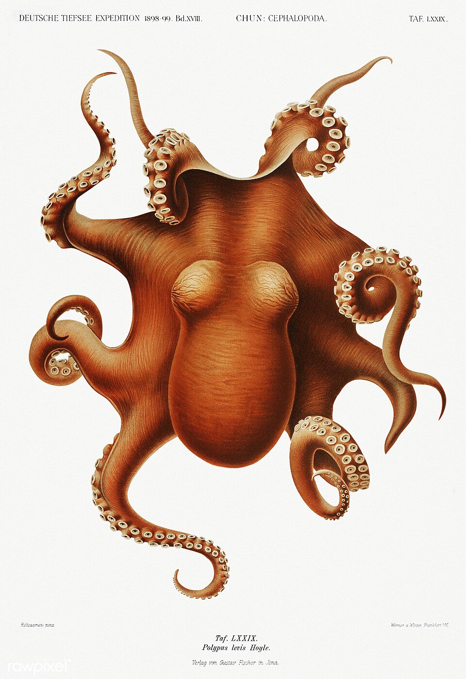 Octopus vintage poster