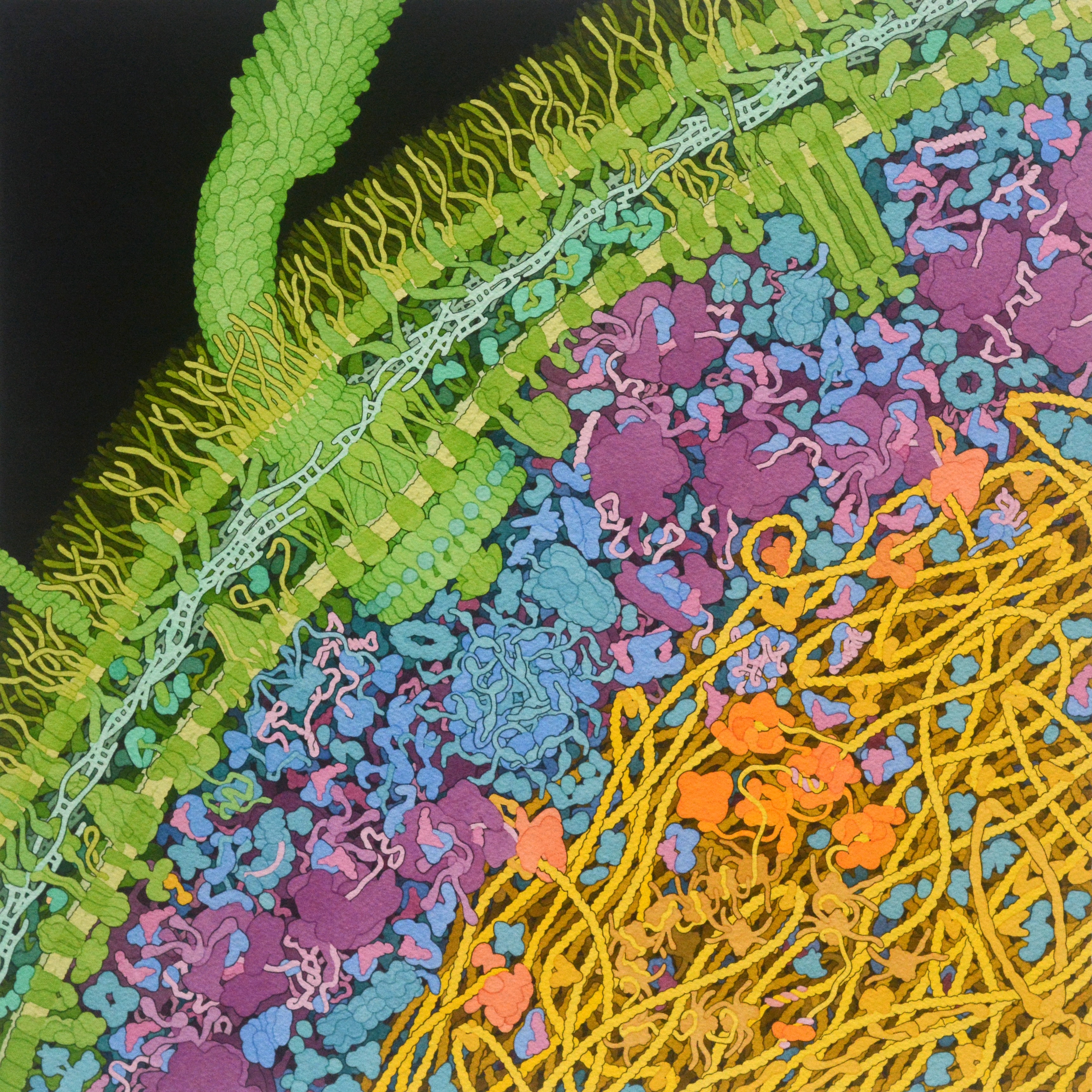 David S. Goodsell's watercolor illustration of an Escherichia coli bacterium, showing the rotating flagellum and the crowded molecular interior